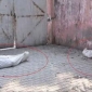 লাশের গন্ধে অতিষ্ঠ শিক্ষার্থীরা