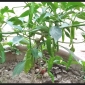 কাঁচা মরিচ স্বাস্থ্যের জন্য খুব উপকারী