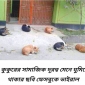 কুকুরগুলো সামাজিক দুরত্ব বজায় রাখা শিখাচ্ছে